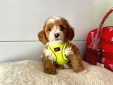 Dizayn Irk Sevimli Maltipoo Yavrular