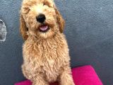 Muhteşem Labradoodle Hypoallerjenik Yavrularımız
