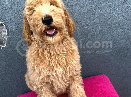 Muhteşem Labradoodle Hypoallerjenik Yavrularımız görsel