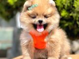 Safkan Pomeranian Boo Yavrular