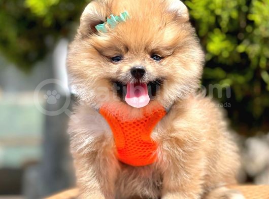 Safkan Pomeranian Boo Yavrular görsel