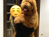 Red Brown Labradoodle Medium Ve Dev Boyut
