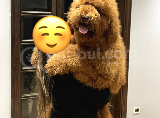 Red Brown Labradoodle Medium Ve Dev Boyut