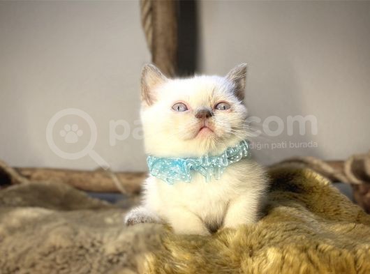 Scotti̇sh Fold Ve Bri̇ti̇sh Yavrularimiz görsel