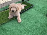 Meridium Boy Poodle Yavrularımız