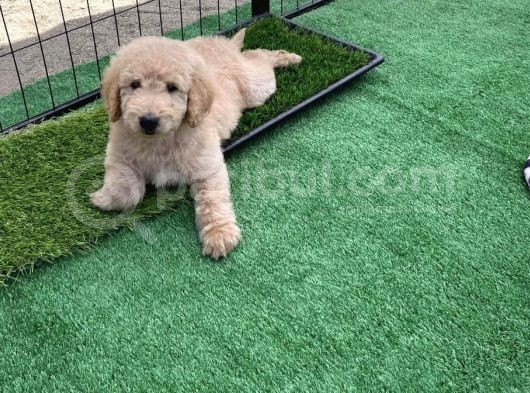 Meridium Boy Poodle Yavrularımız görsel