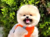 Safkan Pomeranian Boo Yavrular