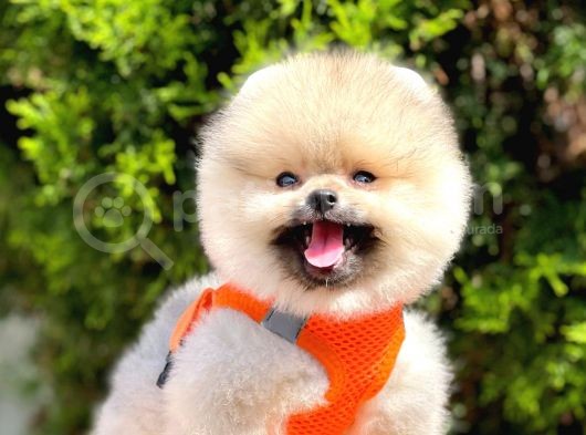 Safkan Pomeranian Boo Yavrular görsel
