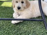 Meridium Boy Poodle Yavrularımız