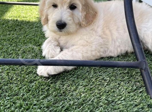 Meridium Boy Poodle Yavrularımız görsel