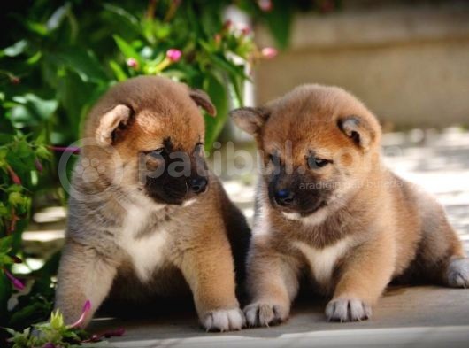 Shiba Inu Yavrular Anne Baba Secereli A Kalite görsel