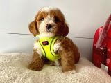 Dizayn Irk Sevimli Maltipoo Yavrular