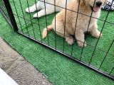Meridium Boy Poodle Yavrularımız
