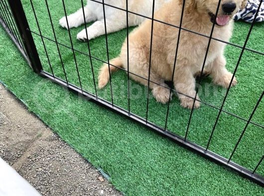 Meridium Boy Poodle Yavrularımız