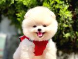 Safkan Pomeranian Boo Yavrular