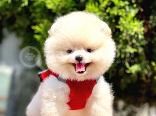 Safkan Pomeranian Boo Yavrular