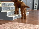 Dev Poodle Standart Boy Yavrular Anne Baba 60 Cm