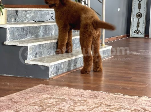 Dev Poodle Standart Boy Yavrular Anne Baba 60 Cm görsel