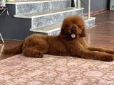 Dev Poodle Standart Boy Yavrular Anne Baba 60 Cm