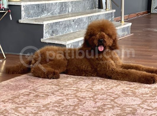 Dev Poodle Standart Boy Yavrular Anne Baba 60 Cm görsel