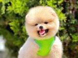 Safkan Pomeranian Boo Yavrular