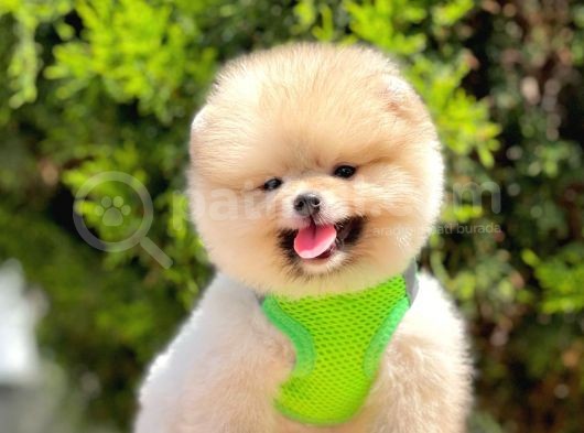 Safkan Pomeranian Boo Yavrular görsel