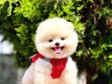 Safkan Pomeranian Boo Yavrular
