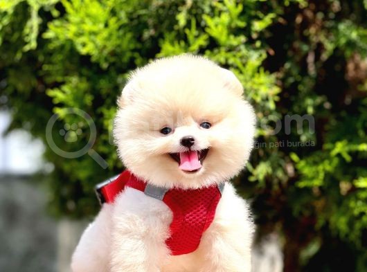 Safkan Pomeranian Boo Yavrular