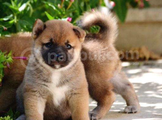 Shiba Inu Yavrular Anne Baba Secereli A Kalite görsel
