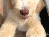 Muhteşem Labradoodle Hypoallerjenik Yavrularımız