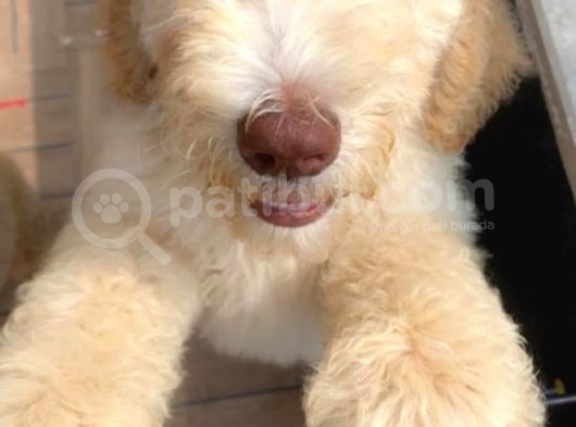 Muhteşem Labradoodle Hypoallerjenik Yavrularımız görsel