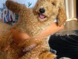Muhteşem Labradoodle Hypoallerjenik Yavrularımız