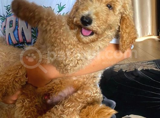Muhteşem Labradoodle Hypoallerjenik Yavrularımız görsel