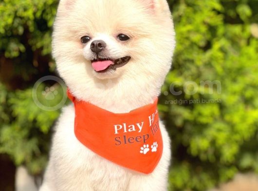 Teddy Bear Pomeranian Boo Ayı Surat Oğlumuz Rio