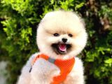 Safkan Pomeranian Boo Yavrular