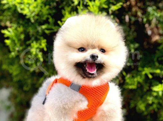 Safkan Pomeranian Boo Yavrular görsel