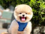 Safkan Pomeranian Boo Yavrular