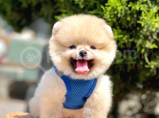 Safkan Pomeranian Boo Yavrular görsel