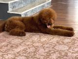 Dev Poodle Standart Boy Yavrular Anne Baba 60 Cm