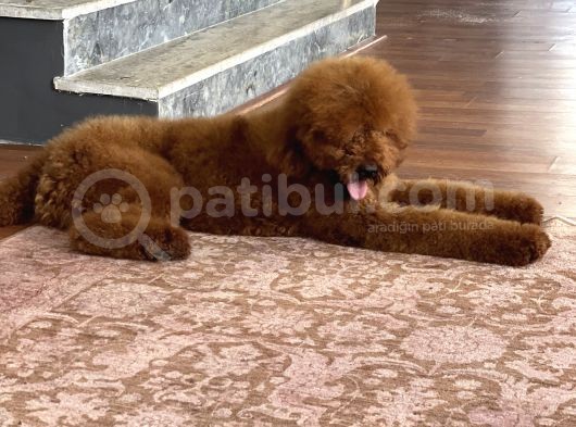 Dev Poodle Standart Boy Yavrular Anne Baba 60 Cm