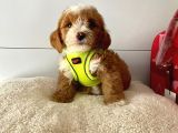 Dizayn Irk Sevimli Maltipoo Yavrular