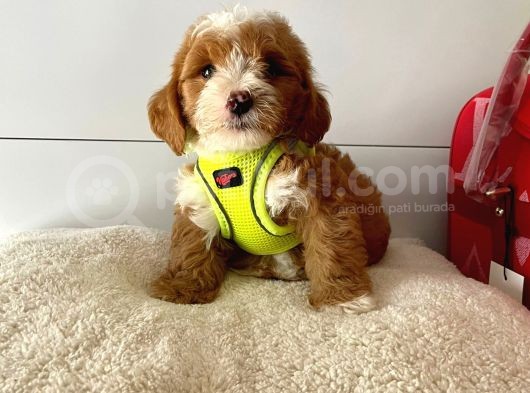 Dizayn Irk Sevimli Maltipoo Yavrular görsel