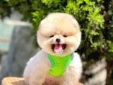 Safkan Pomeranian Boo Yavrular