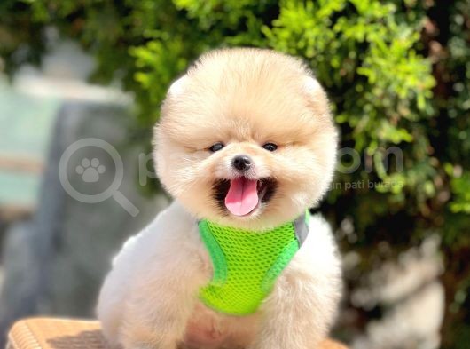Safkan Pomeranian Boo Yavrular görsel