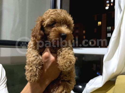 Erkek Red Toy Poodle Yavrumuz