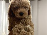 Di̇şi̇ Toy Poodle Yavrumuz