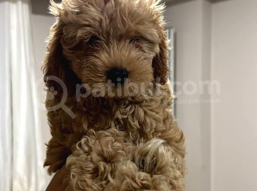 Di̇şi̇ Toy Poodle Yavrumuz