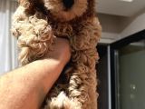 Di̇şi̇ Toy Poodle Yavrumuz