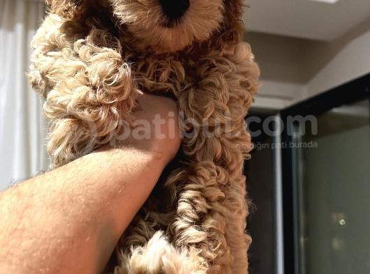 Di̇şi̇ Toy Poodle Yavrumuz görsel