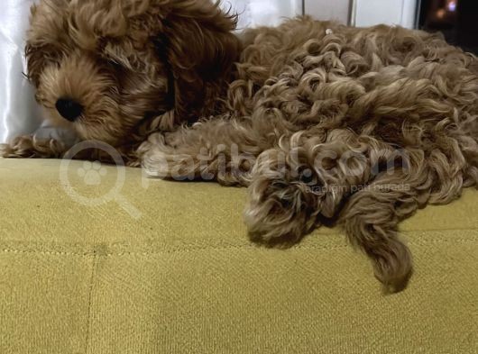 Di̇şi̇ Toy Poodle Yavrumuz görsel